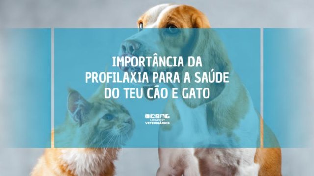 A Importância da Profilaxia para a Saúde do Teu Cão e Gato