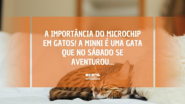 A importância do microchip em gatos! A Minni é uma gata que no sábado se aventurou...