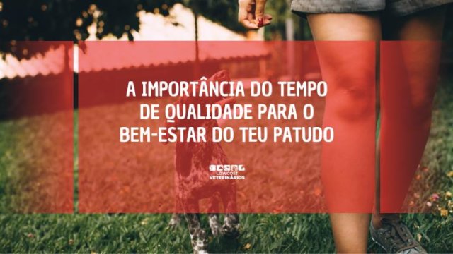 A Importância do Tempo de Qualidade para o Bem-Estar do Teu Patudo