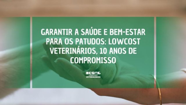Garantindo Saúde e Bem-Estar para os Patudos: Lowcost Veterinários, 10 Anos de Compromisso