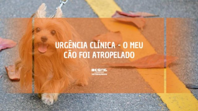 O meu cão foi atropelado - Urgência Clínica