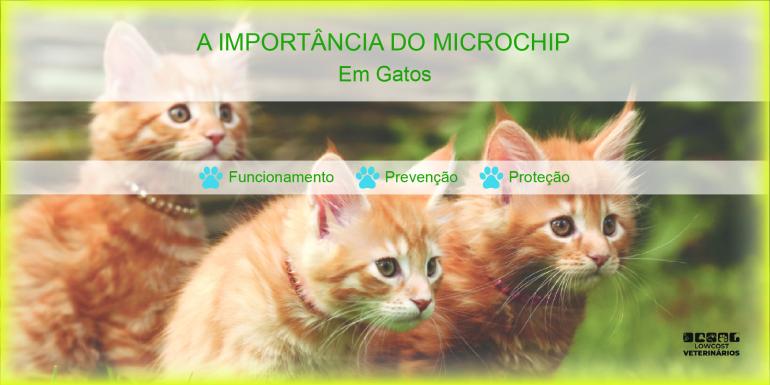 A importância do microchip em gatos! A Minni é uma gata que no sábado se aventurou...