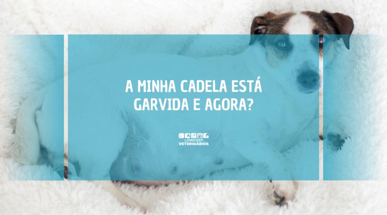 A minha Cadela - TER OU NÃO TER UMA GESTAÇÃO?