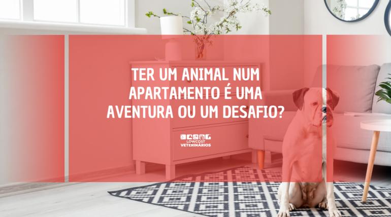 Animais em apartamentos: riscos e cuidados