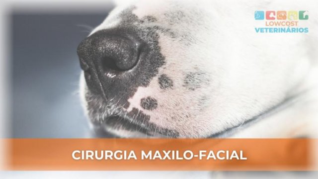 Cirurgia Maxilo-facial