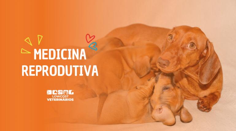 Medicina reprodutiva