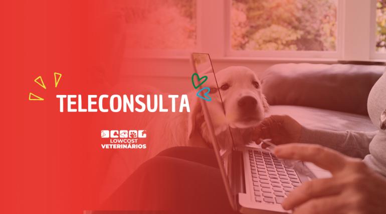 Teleconsulta veterinária